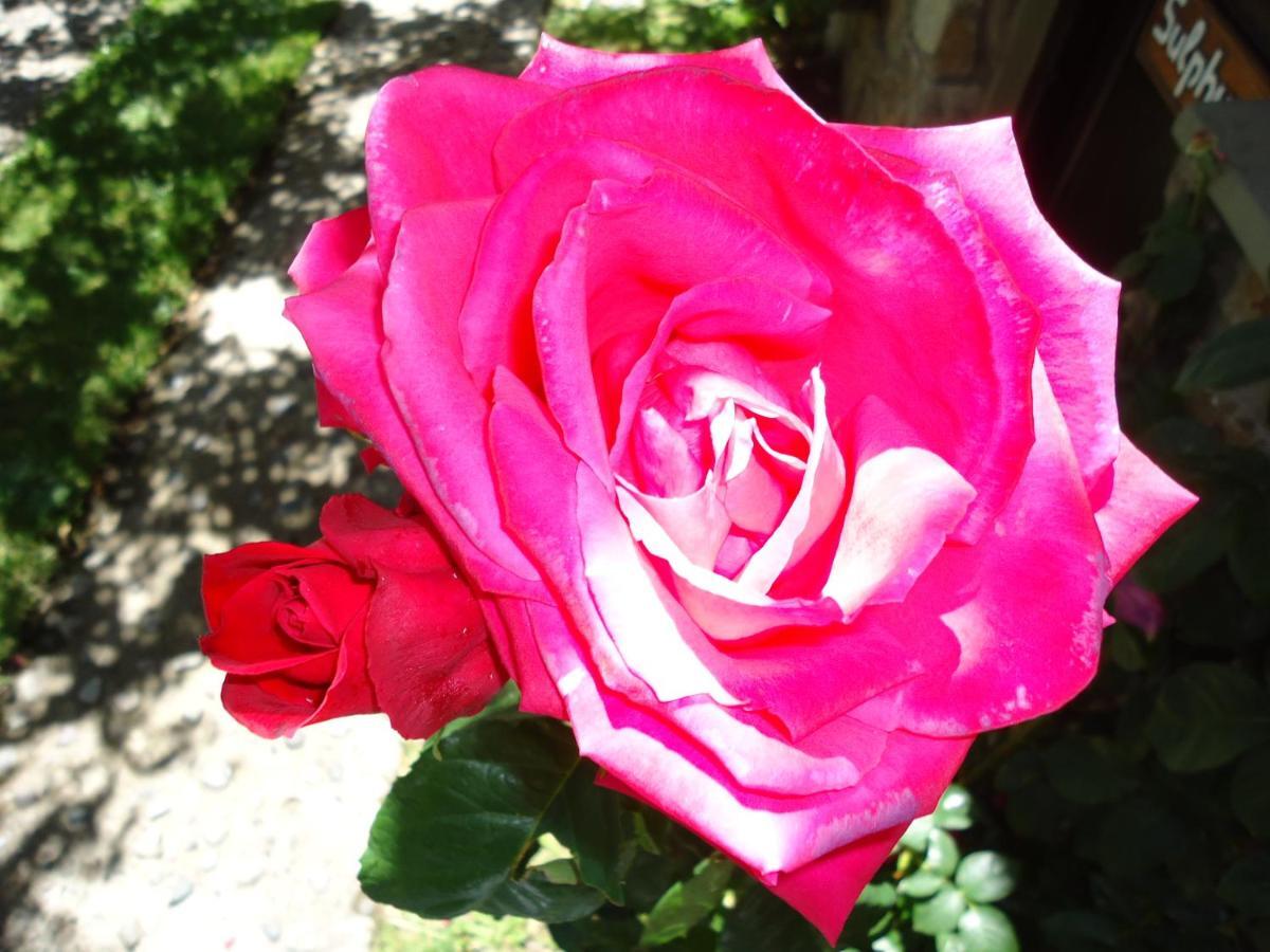 Apart Rose Garden San Martín de los Andes Buitenkant foto